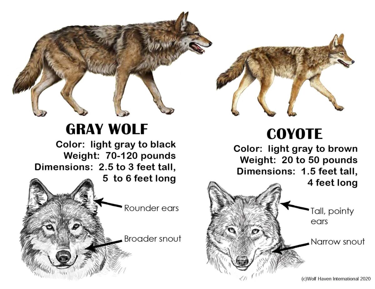 Wolf activity booklet for 2nd & 3rd grade - Learn About Wolves Learn ...