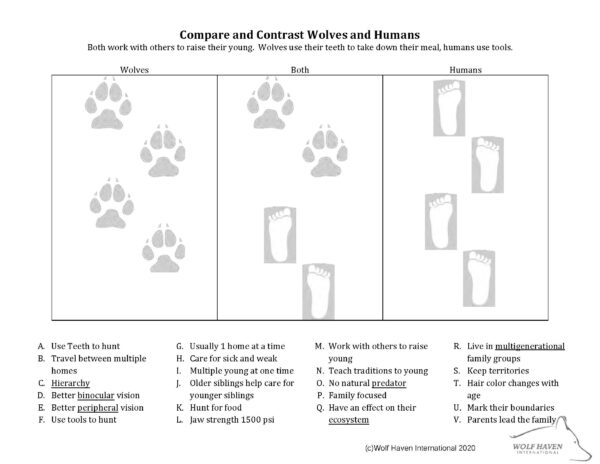 Wolf Activity Booklet For 4th & 5th Grades - Learn About Wolves Learn ...