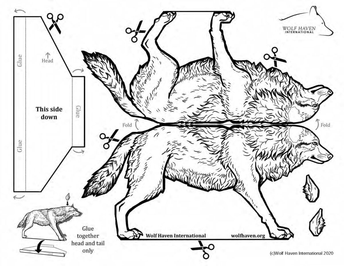 Wolf activity booklet for 4th & 5th grades - Learn About Wolves Learn