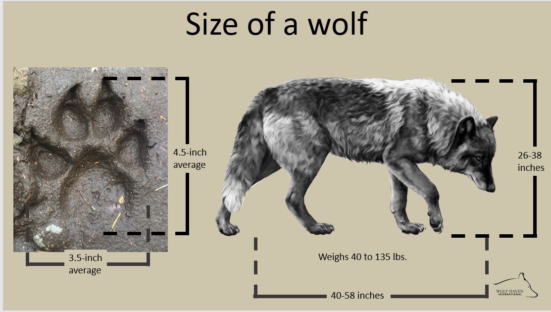 Wolf Facts - Learn About Wolves Learn About Wolves