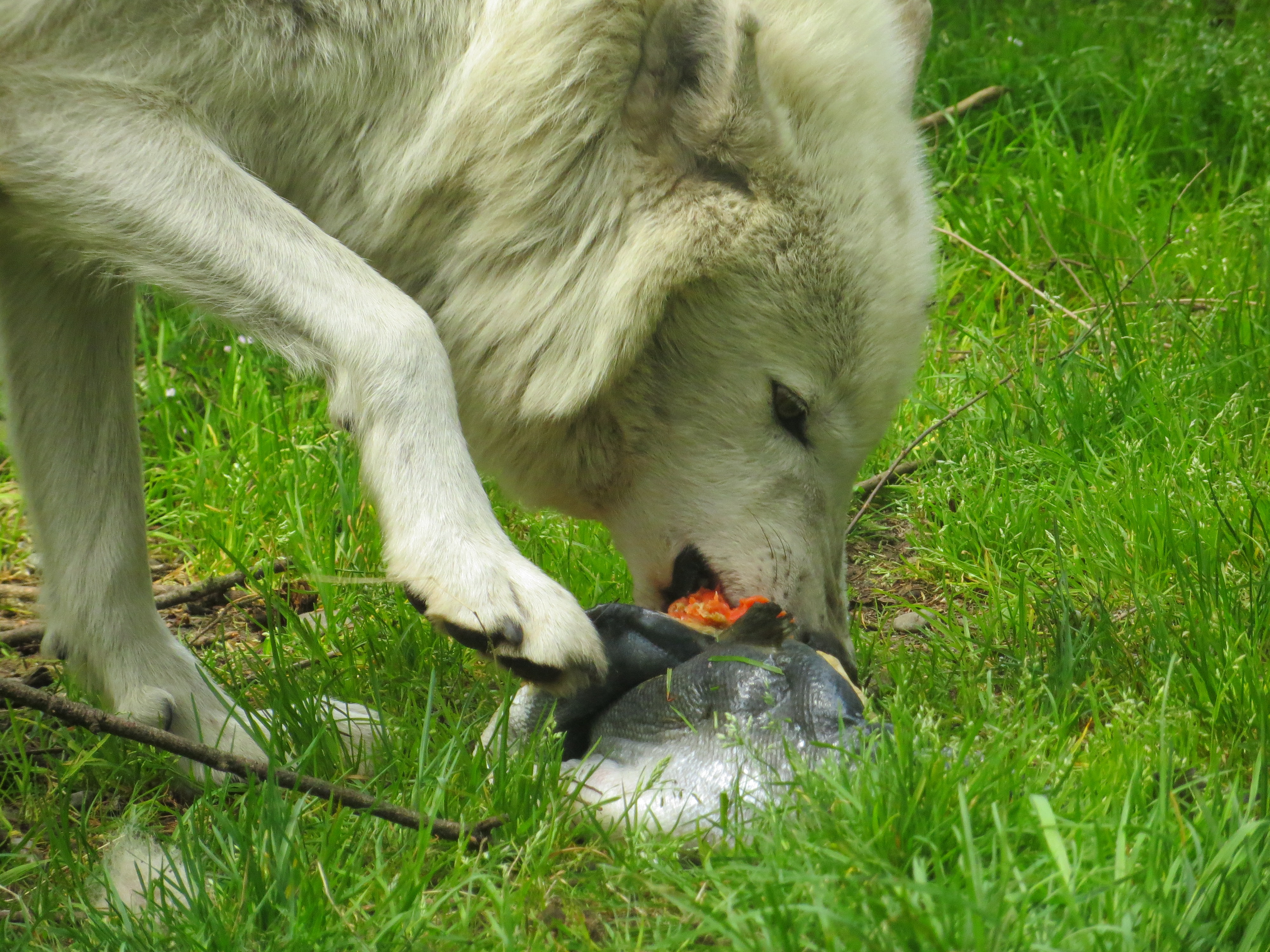 Black wolf feed