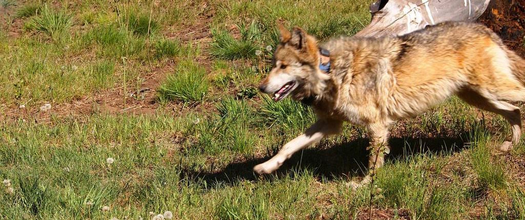 One of two collared wolves release into the wild in 2013.