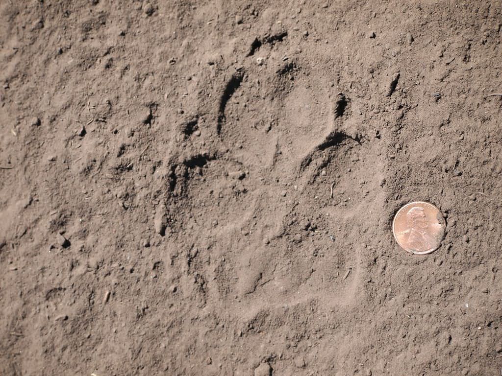 wolf paw print real