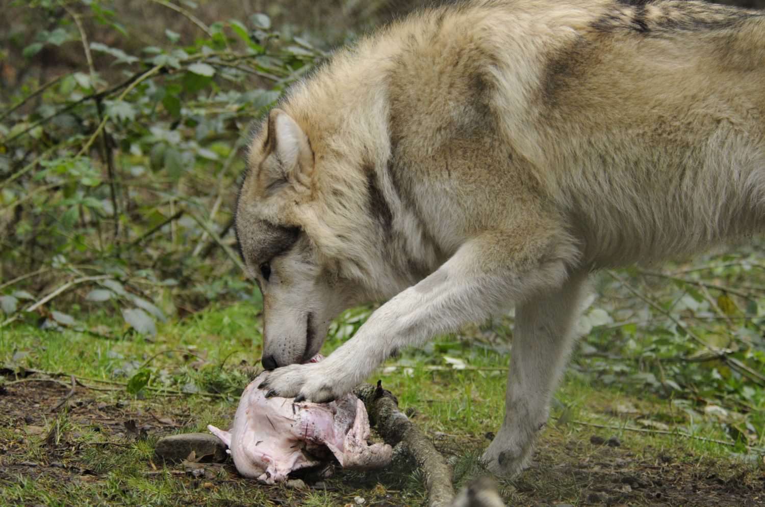 Кто может съесть волка
