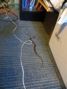 snake visits admin office