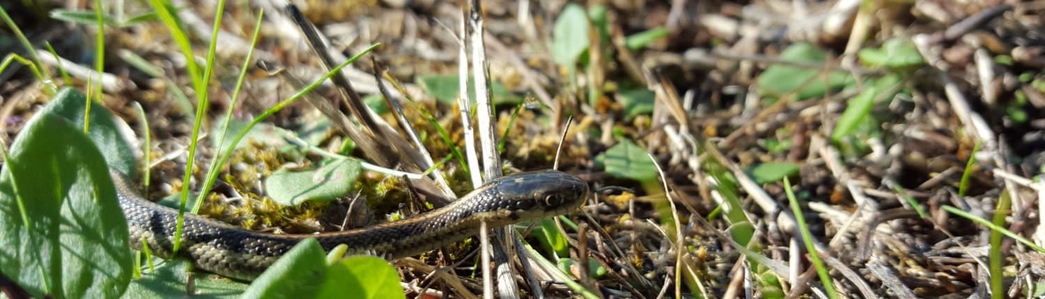 Garter Snake seeking field mouse (or Brennan)