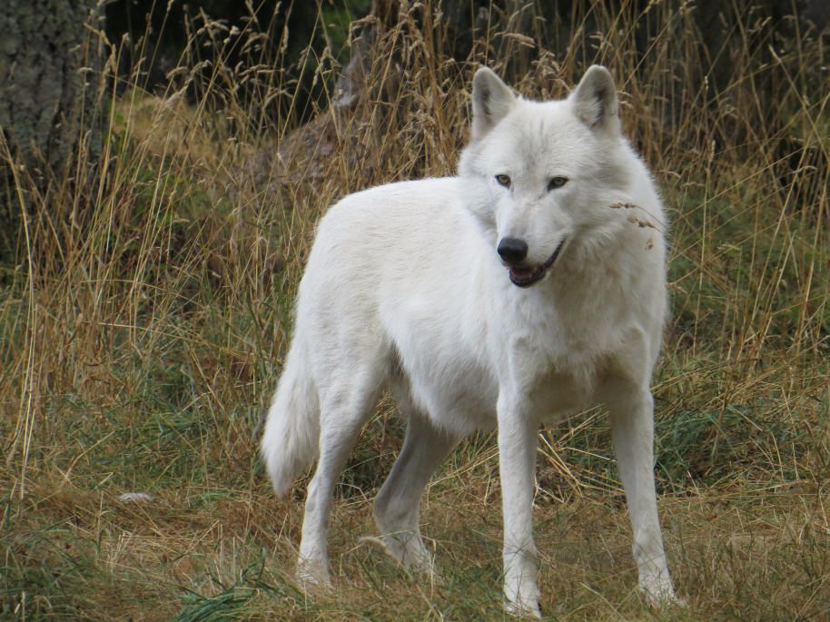 Fur – Wolf Haven International