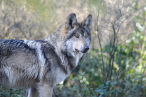 Lorenzo is one of 19 Mexican gray wolves (11 adults and eight pups) currently residing at Wolf Haven.