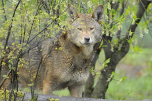 Tala is one of the red wolves living at Wolf Haven.