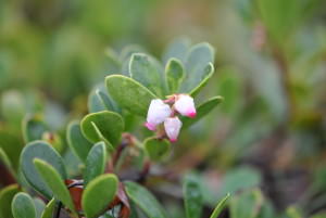 Kinnikinnick (Arctostaphylos uva-ursi) usually blooms in spring, has flowers all around the prairie right now.