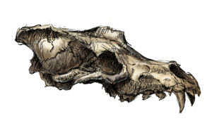 Author's sketch of prehistoric wolf skull.