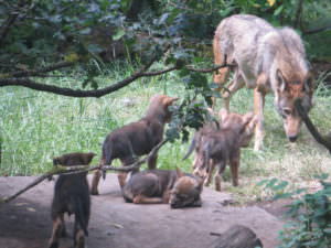 Red wolf pups with mom