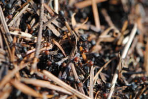 Thatch Mound Ants