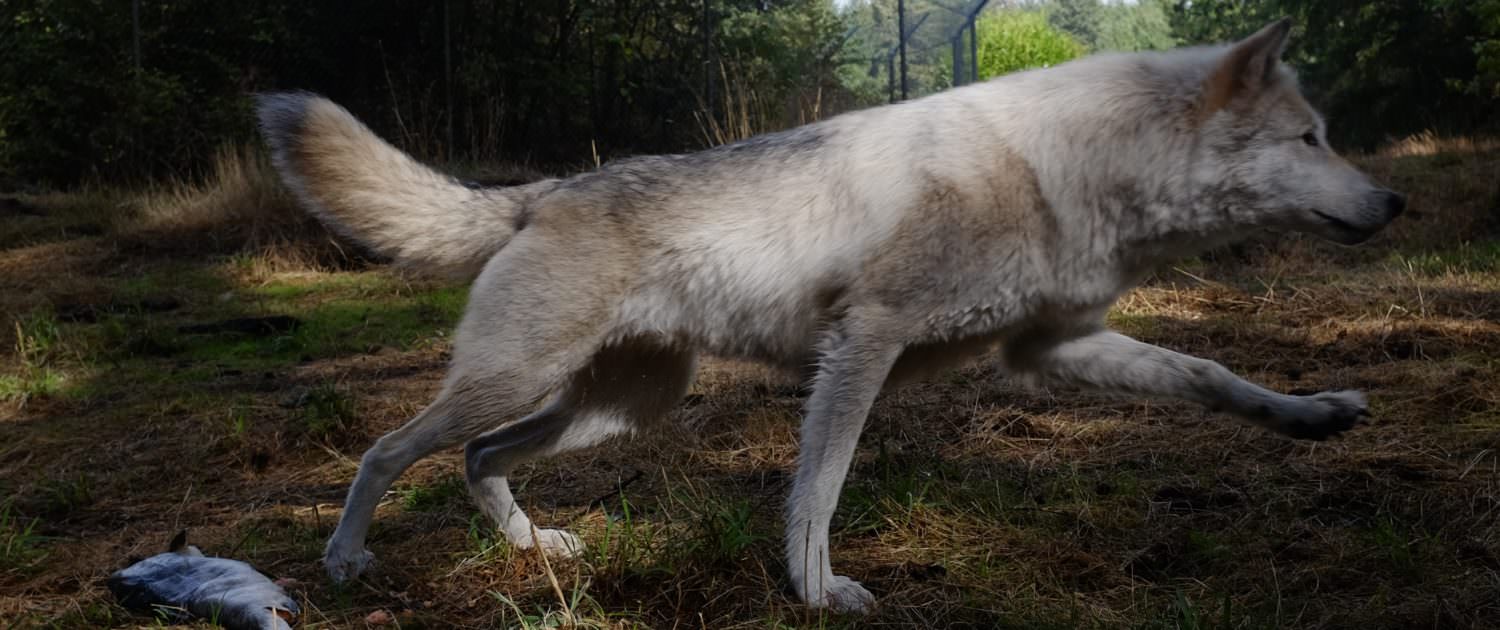 Lakota leaves his salmon to steal Sierra's fish.