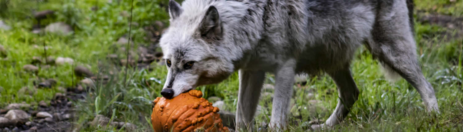 wolf animal anatomy organs