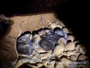 Furry pile of pups sleeping in their underground den.