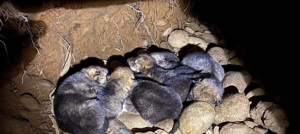 Furry pile of pups sleeping in their underground den.
