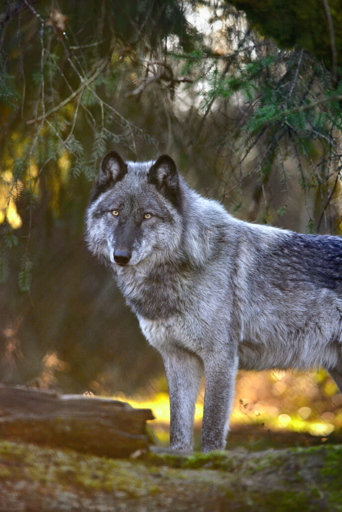 Wolves - Wolf Haven International