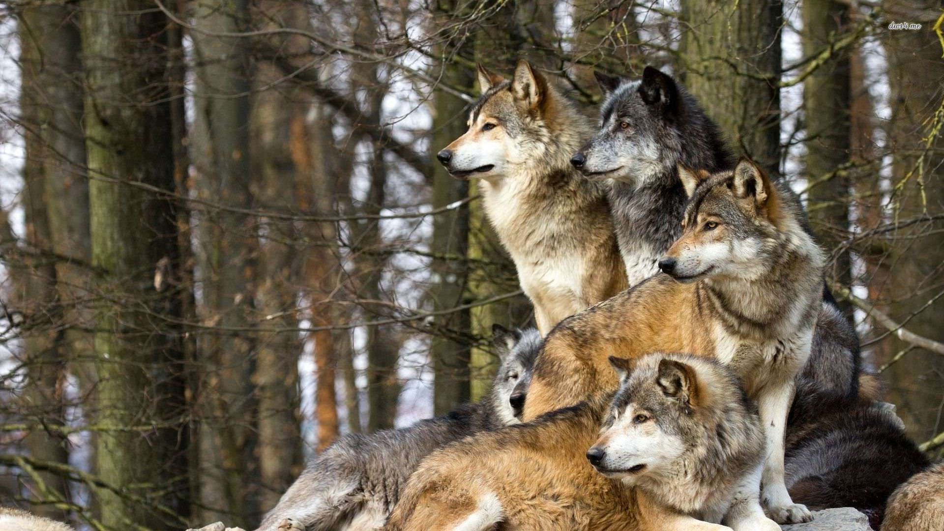 wolf protecting pack